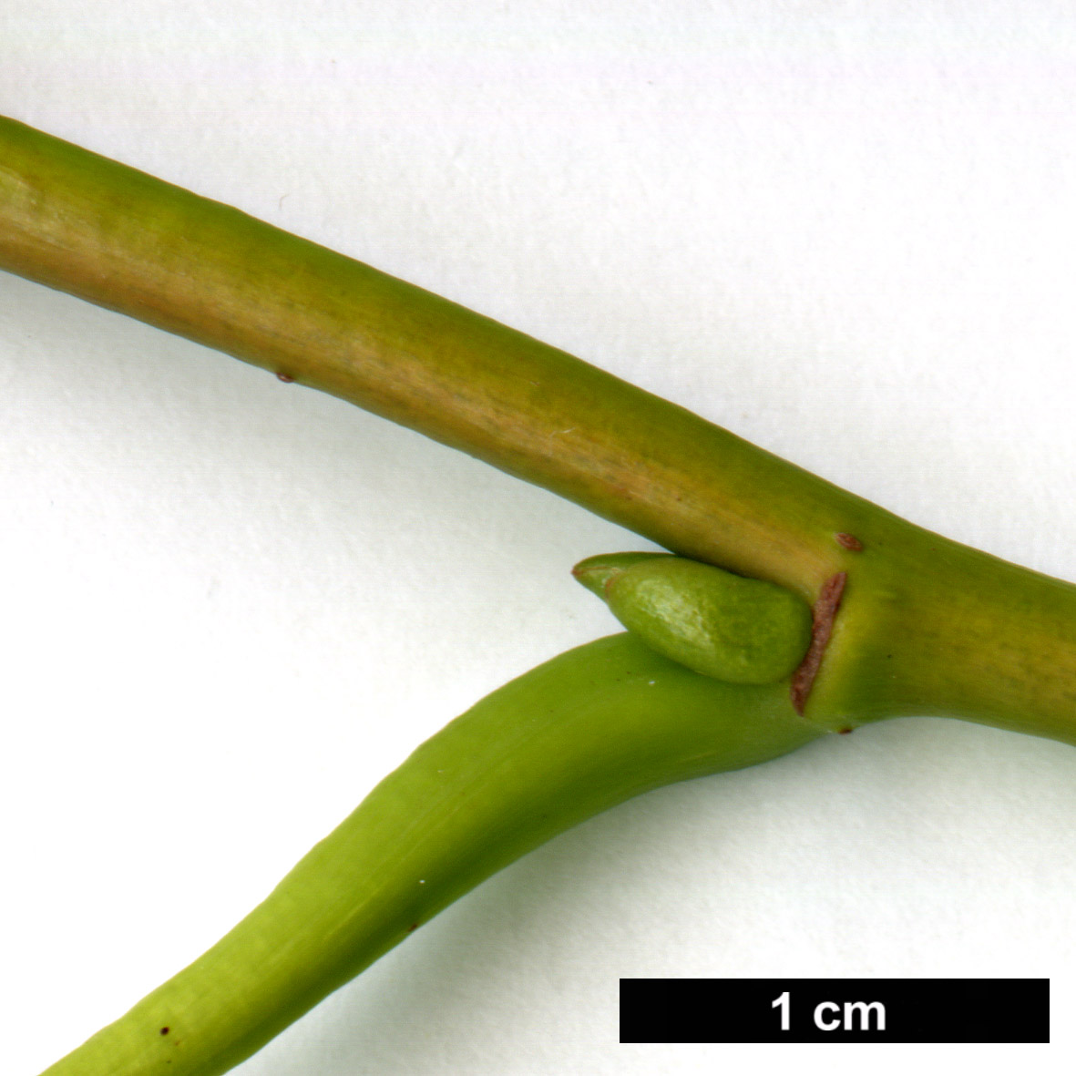 High resolution image: Family: Malvaceae - Genus: Tilia - Taxon: caroliniana - SpeciesSub: subsp. heterophylla